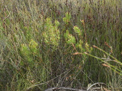 Leucadendron glaberrimum erubescens