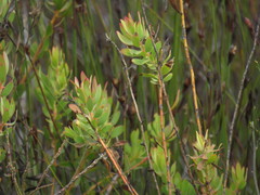 Leucadendron glaberrimum erubescens