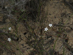 Prismatocarpus brevilobus