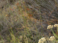 Prismatocarpus brevilobus