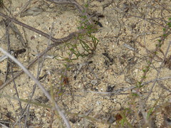 Prismatocarpus brevilobus