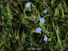 Omphalodes nitida