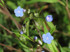 Omphalodes nitida
