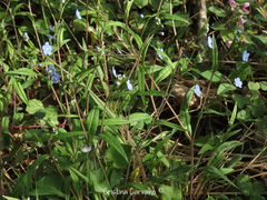 Omphalodes nitida