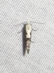 Argyresthia austerella