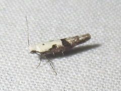 Argyresthia austerella