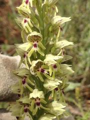 Orchis galilaea