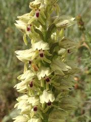 Orchis galilaea