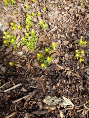 Eranthis