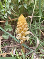 Orobanche canescens