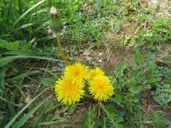 Taraxacum officinale