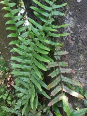 Microlepia hookeriana