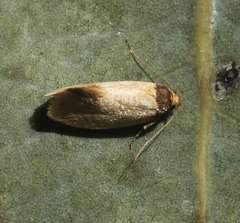 Coesyra
