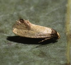 Coesyra