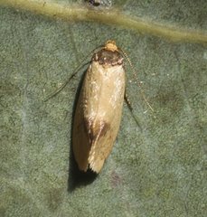 Coesyra