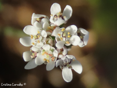 Teesdalia coronopifolia