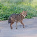 Syrian Jackal - Photo (c) Yana, some rights reserved (CC BY-NC), uploaded by Yana
