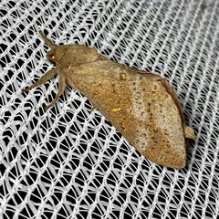 Oxycanus