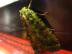 Anaplectoides virens