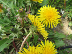 Taraxacum officinale