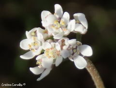 Teesdalia coronopifolia