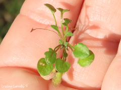 Teesdalia coronopifolia