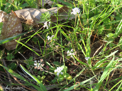 Teesdalia coronopifolia
