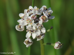 Teesdalia coronopifolia
