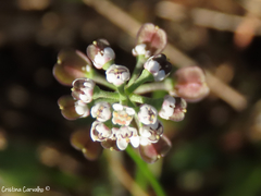 Teesdalia coronopifolia