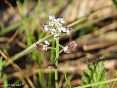 Teesdalia coronopifolia