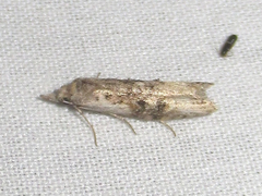 Ellabella editha