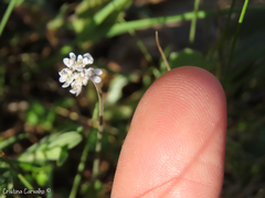 Teesdalia coronopifolia