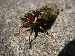 Auritibicen bihamatus