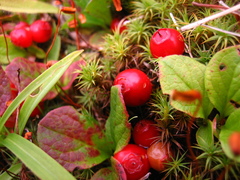 Vaccinium praestans