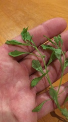 Centipeda minima minima