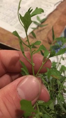 Centipeda minima minima