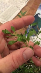 Centipeda minima minima