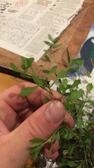 Centipeda minima minima