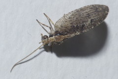 Wesmaelius subnebulosus