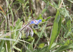 Eucera