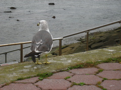 Larus crassirostris