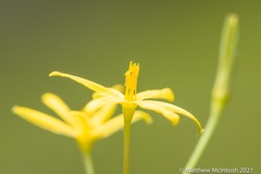 Hypoxis arillacea