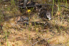 Hypoxis arillacea