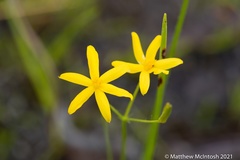 Hypoxis arillacea