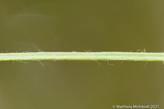 Hypoxis arillacea