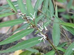 Pentasachme caudatum