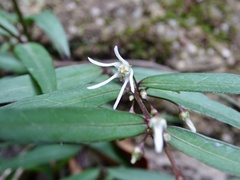 Pentasachme caudatum