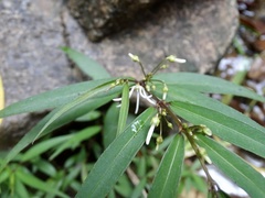 Pentasachme caudatum