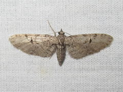 Eupithecia bolterii