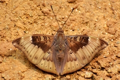 Euthalia aconthea